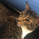 Illustration for article titled Does My Cat Look Fucked Up to You?